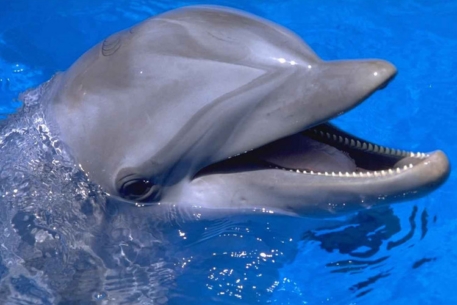 Исследование выявило подверженность дельфинов диабету