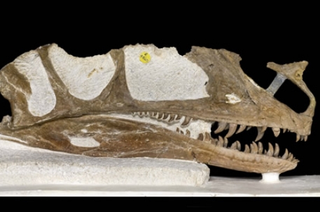 Палеонтологи нашли древнейшего предка тираннозавра