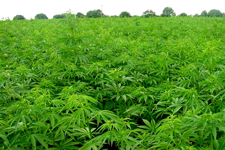 Британский заключенный выращивал марихуану под видом помидоров