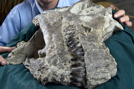 Американские ученые нашли останки неизвестных динозавров