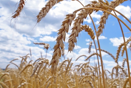 Казахстан закупит 5,5 миллиона тонн зерна