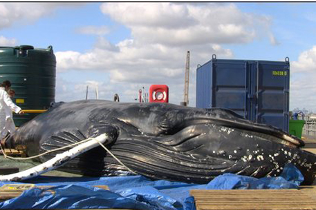 Из Темзы вытащили мертвого кита